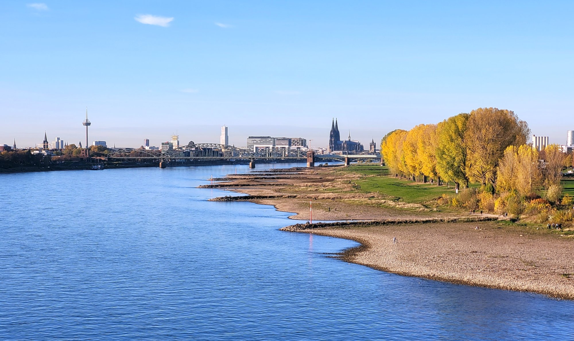 Der Rhein, von der Rodenkirchener Brücke aus gesehen. Blauer Himmel, rechts gelb belaubte Pappeln, hinten links der Fernsehturm, hinten in der Mitte der Kölner Dom