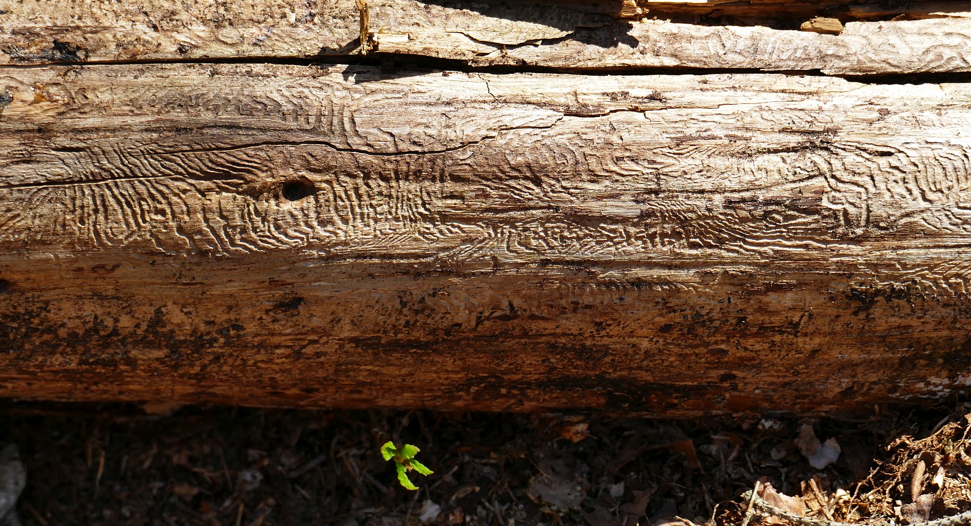 Borkenkäfer-Fraßspuren in Holz